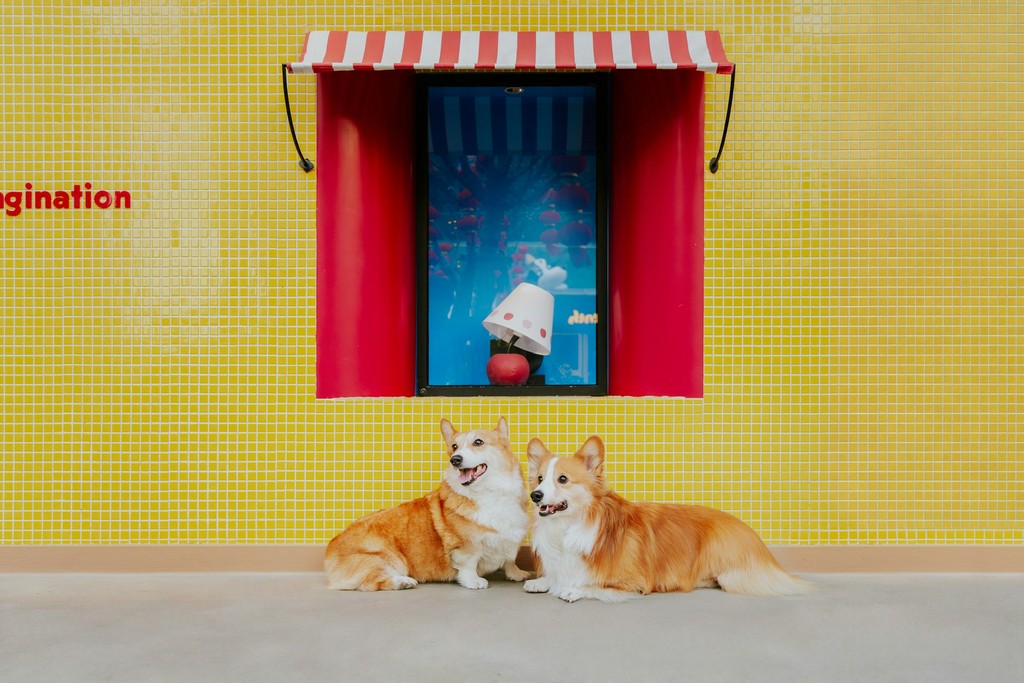 Two corgis in front of a shop window